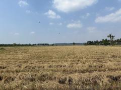 ขายที่ดินแปลงใหญ่และสวย พุทธมณฑลสาย5-202503191536361742373396351.jpg