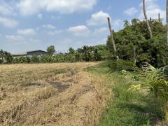 ขายที่ดินแปลงใหญ่และสวย พุทธมณฑลสาย5-202503191536371742373397029.jpg