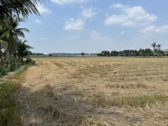 ขายที่ดินแปลงใหญ่และสวย พุทธมณฑลสาย5-202503191536381742373398550.jpg