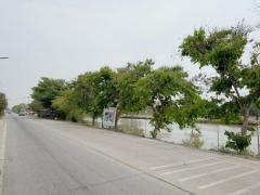 ขายที่ดินซอยคลองหก ตะวันตก19 (ซ.สุทธิพันธ์) ( รหัสทรัพย์ 202536 ) ต.คลองหก อ.คลองหลวง จ.ปทุมธานี-202503211642021742550122246.jpg