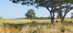 ขายที่ดิน 2ไร่ สวย ทรงสีเหลี่ยมผืนผ้า ใกล้แม่น้ำแควน้อย อยู่บ้านท่ามะเดื่อ หมู่2 จ.กาญจนบุรี อ.ไทรโยค ต.ศรีมงคล โทร 0810117012-202503231258431742709523961.jpg