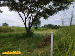 ขายที่ดิน 2ไร่ สวย ทรงสีเหลี่ยมผืนผ้า ใกล้แม่น้ำแควน้อย อยู่บ้านท่ามะเดื่อ หมู่2 จ.กาญจนบุรี อ.ไทรโยค ต.ศรีมงคล โทร 0810117012-202503231258521742709532122.jpg