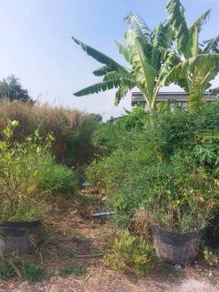 ขายที่ดิน 158 ตร.ว. บางเสาธง สมุทรปราการ-202503240947351742784455996.jpg