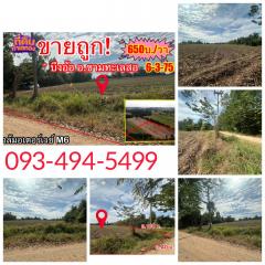  ขายถูก (จำเป็นต้องขาย) ที่ดินขามทะเลสอ บ้านบึงอ้อ✅ ศักยภาพยอดเยี่ยม ราคาดี๊ดี -202503251023161742872996504.jpg
