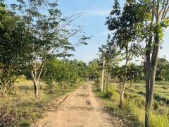 ที่ตั้ง : หมู่บ้านหนองบัวเงิน  ต.อ่างทอง  อ.เชียงคำ จ.พะเยา  https://www.google.com/maps/place/19%C2%B03131.2%22N+100%C2%B01252.2%22E/@19.525936,100.2112882,17z/data=!4m4!3m3!8m2!3d19.5253344!4d100.2144854?entry=ttu&g_ep=EgoyMDI1MDIxMi4wIKXMDSoASAF-202503251415341742886934134.jpg
