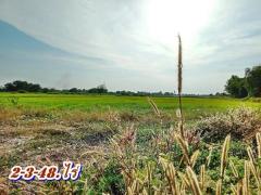 ที่ดินบ้านนาSาคาถูกมาก -สดได้-ผ่อนได้ ( ผ่อนได้ 2 ปี.ฟรีดอก / มี 2.แปลง ) T.062-1574449-202503261908021742990882745.jpg