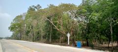 ขายที่ดินติดถนนนิคมสาย9 ระยอง เนื้อที่ 31-2-52.3 ไร่ ใกล้แยกมาบข่า-แยกนิคมพัฒนา ปัจจุบันเป็นสวนยาง 2.5 ล้าน/ไร่-202503262042201742996540222.jpg