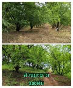 ขาย ที่ดิน หล่มเก่า เพชรบูรณ์ 25 ไร่ 3 งาน 56 ตรว เหมาะสร้างบ้านพักอาศัย, รีสอร์ท-202503270940131743043213856.jpg