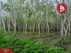 ขายที่ดินเปล่า เนื้อที่ 5 ไร่ 2 งาน 64.3 ตร.วา ชะอวด นครศรีธรรมราช-202504011259381743487178651.jpg