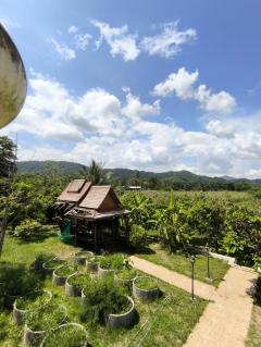 ขายด่วน บ้านเดี่ยว ระนอง พร้อมที่ดิน 2.2 ไร่ 29 ใกล้ถ.เพชรเกษม-202504011803181743505398429.jpg