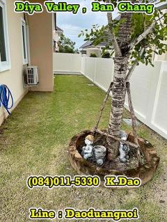 #Diya Valley, Ban Chang *** House for Sale ***-202504021108031743566883711.jpg