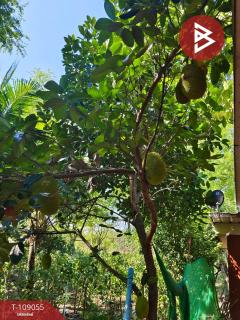 ขายที่ดิน เนื้อที่ 2 ไร่ 1 งาน 95.8 ตร.วา บ้านหมอ สระบุรี-202504031103461743653026054.jpg