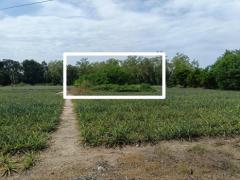 ให้เช่า ที่ดิน 111ตร.ว. บางพระ ศรีราชา ชลบุรี ราคาพิเศษ-202504031550551743670255406.jpg