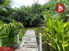 ขายด่วนบ้านเดี่ยวพร้อมที่ดิน เนื้อที่ 1 ไร่ นครชัยศรี นครปฐม-202504091203051744174985176.jpg
