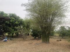 ขายบ้านสวนพร้อมที่ดิน 2 ไร่ วิวธรรมชาติ อ่างหิน ปากท่อ ราชบุรี เหมาะสำหรับอยู่อาศัย พักผ่อน หรือเก็งกำไรในอนาคต ใกล้กรุงเทพ-202504121134311744432471129.jpg