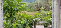 ขายที่ดินแหล่งท่องเที่ยว เกาะยาวใหญ่ ต.พรุใน อ.เกาะยาว จ.พังงา สัมผัสบรรยากาศที่ดื่มด่ำบนเกาะ พื้นที่ 2 ไร่ 2 งาน 97 ตร.ว.-202504171555511744880151890.jpg
