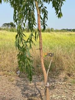 ขายที่ดินเปล่า ซอยสุวินทวงศ์ 47 ผังสีเขียว โครงการไอซ์แลนด์พาร์ค ซอยธรรมรัตน์ #LB52 – 001000-202504181139031744951143276.jpg