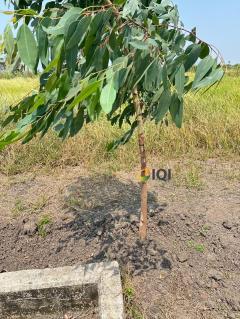 ขายที่ดินเปล่า ซอยสุวินทวงศ์ 47 ผังสีเขียว โครงการไอซ์แลนด์พาร์ค ซอยธรรมรัตน์ #LB52 – 001000-202504181139031744951143948.jpg