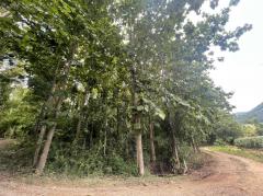 ที่ดินสวนสัก ราคาถูกที่สุดใน น่าน ทุ่งช้าง-202504191610031745053803524.jpg