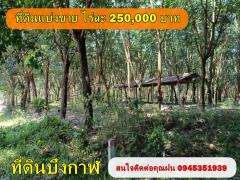 ขายสวนยางพาราและสวนปาล์มใกล้เมืองบึงกาฬ  44 ไร่ 3 งาน 