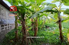 ขาย/เช่า ที่ดินถมแล้ว หมู่บ้านฉัตรหลวง เนื้อที่ 120 ตรว. ถนนกาญจนาภิเษก อ.ไทรน้อย จ.นนทบุรี-202504211149521745210992842.jpg