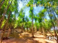 ขายที่ดินน่าน 3 ไร่ พร้อมบ้าน ติดถนนดำติดทุ่งนา วิวดอยภูคา ใกล้วัดศรีมงคล(ก๋ง) บ.สลี๋ ต.ยม อ.ท่าวังผา จ.น่าน-202504231047341745380054232.jpg
