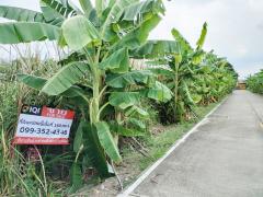 ขายที่ดิน 160 ตร.ว. ซอย อบต.ศาลายา 25 ห่างถนนเลียบคลองมหาสวัสดิ์ 5 แค่ 40 เมตร #LB284 – 001004-202504241636461745487406407.jpg
