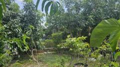 ขายที่ดินพร้อมบ้านสวนซอยอ่อนนุช 53 แยก 1-6 แขวงประเวศ เขตประเวศ กรุงเทพ-202504251703061745575386306.jpg