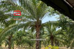  ที่ดินพร้อมบ้านเดี่ยว 1 ชั้น บ้านหนองตาด เนื้อที่ 14-3-79 ไร่ ถนนสุวรรณศร 33 ต.นาดี อ.นาดี จ.ปราจีนบุรี-202504260924351745634275604.jpg