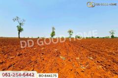 BO-844175 ที่ดินหนองบุญมาก 66 ไร่ 259 ตร.ว. นครราชสีมา ใกล้โรงพยาบาลหนองบุญมาก-202504281557481745830668335.jpg