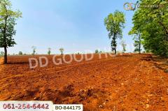 BO-844175 ที่ดินหนองบุญมาก 66 ไร่ 259 ตร.ว. นครราชสีมา ใกล้โรงพยาบาลหนองบุญมาก-202504281557501745830670165.jpg