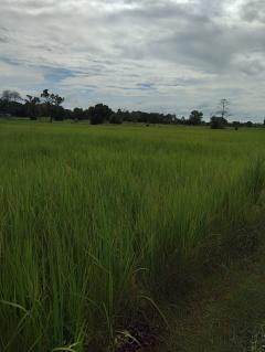ขายที่ดินศรีสะเกษ-202504281901401745841700462.jpg
