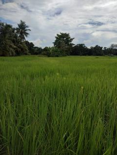 ขายที่ดินศรีสะเกษ-202504281901411745841701140.jpg