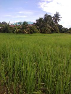 ขายที่ดินศรีสะเกษ-202504281901411745841701845.jpg
