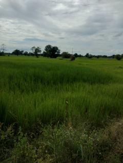 ขายที่ดินศรีสะเกษ-202504281901421745841702521.jpg