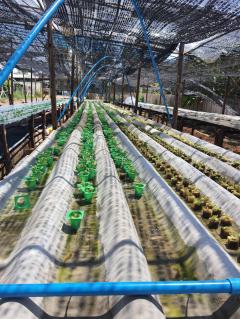 ขายที่ดินแปล่าเนิ้อที่ 247 ตร.ว ซอยมีสทีน (ซอยราษฎร์พัฒนา4แยก1)-202504291131261745901086798.jpg