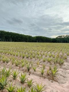 ขายที่ดินปลวกแดงเนื้อที่ 14 ไร่ ซอยมาบยางพร4 ใกล้ถนนเส้น3013-500เมตร จ.ระยอง-202504301423311745997811605.jpg