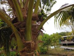 ขายบ้านเดี่ยวพร้อมสวน ขายบ้านสระบุรี ขายบ้านเสาไห้ 6ไร่239ตรว. ห่างโรงเรียนอนุบาลสระบุรี5กม. -202505010337281746045448028.jpg