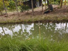 ขายบ้านเดี่ยวพร้อมสวน ขายบ้านสระบุรี ขายบ้านเสาไห้ 6ไร่239ตรว. ห่างโรงเรียนอนุบาลสระบุรี5กม. -202505010337291746045449509.jpg