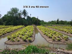 ขายที่ดิน 3 ไร่ 3 งาน 92 ตารางวา ซ.สันติธรรม 2 บางใหญ่ นนทบุรี-202505011950021746103802772.jpg