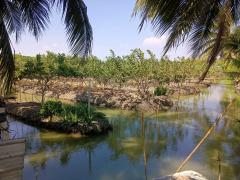 ขายที่ดินเนื้อที่ 10 ไร่ บ้านหัวอ่าว อ.สามพราน จ.นครปฐม เหมาะสร้างบ้านและทำสวนการเกษตร-202505012033471746106427192.jpg
