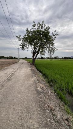ขายที่ดินเปล่า ผังสีม่วง ขายที่ดินเหมาะทำโรงงาน ขายที่ดินเสาไห้ 41 ไร่  พิกัด ตำบลหัวปลวก อำเภอเสาไห้ จังหวัดสระบุรี-202505020315431746130543255.jpg