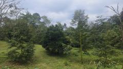 ขายด่วนที่ดิน ติดถนนดำ วิวเขา นครศรีธรรมราช-202505051210541746421854603.jpg