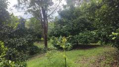 ขายด่วนที่ดิน ติดถนนดำ วิวเขา นครศรีธรรมราช-202505051210561746421856386.jpg