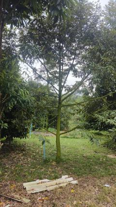 ขายด่วนที่ดิน ติดถนนดำ วิวเขา นครศรีธรรมราช-202505051210581746421858364.jpg