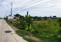 ขายที่ดิน ไทรน้อย ติดถนนบ้านกล้วย-ไทรน้อย เนื้อที่ 9 ไร่ ทำเลดี ติดถนน-202505070851231746582683333.jpg