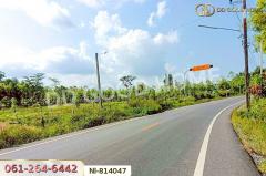NI-814047 ที่ดินเปาะเส้ง 3 ไร่ 50 ตร.ว. ยะลา ใกล้ตลาดใหญ่สามแยกบ้านเนียง-202505081637101746697030325.jpg