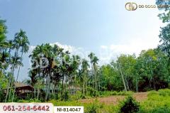 NI-814047 ที่ดินเปาะเส้ง 3 ไร่ 50 ตร.ว. ยะลา ใกล้ตลาดใหญ่สามแยกบ้านเนียง-202505081637111746697031837.jpg