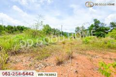 WR-783892 ที่ดินพะโต๊ะ 90 ตร.ว. ชุมพร ใกล้โรงพยาบาลพะโต๊ะ-202505091249231746769763403.jpg
