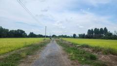 ขายที่ดินเปล่า 2 ไร่ อยู่ใกล้กับวัดหนองโรง คลองระพีพัฒน์ อำเภอหนองแค จังหวัดสระบุรี-202505091559161746781156804.jpg